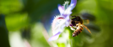 Project Pollinator Gets Bees Buzzing Again